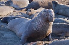 "Diserbu" 100-an Gajah Laut, Satu Pantai di California Ditutup