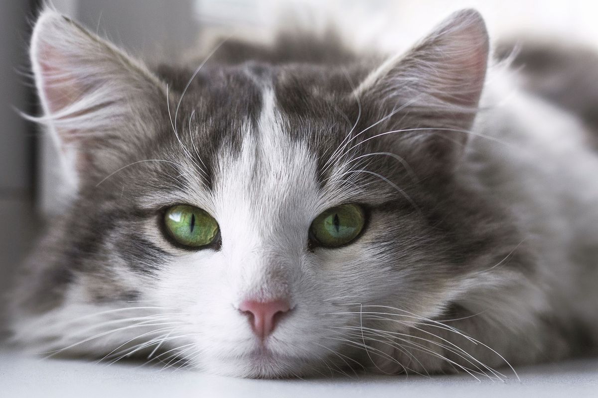 Ilustrasi kucing, mata kucing. 