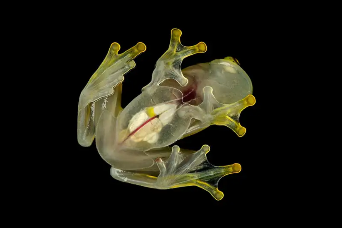 Katak kaca memiliki tubuh transparan. Studi baru menemukan fakta menarik tentang adaptasi transparansi dari tubuh katak ini.