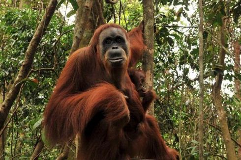 Serial Dokumenter Taman Nasional Dunia dari Netflix dan Obama, Ada TN Gunung Leuser