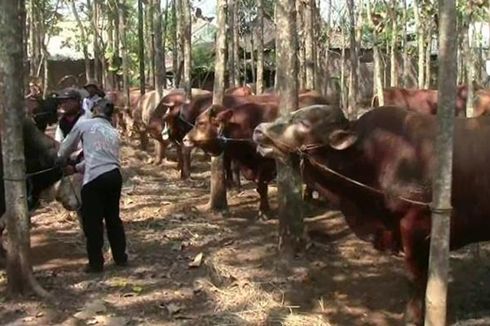 Populasi Ternak di NTT Meningkat Setiap Tahun