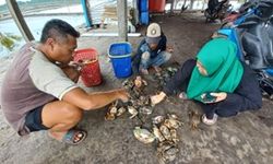 Lewat Kepiting Bakau, Pembudidaya di Konawe Raih Cuan hingga Rp 352 Juta