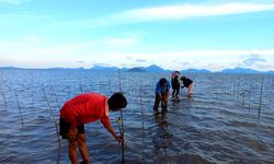 Sejumlah Upaya BRGM untuk Restorasi Gambut dan Mangrove di Indonesia