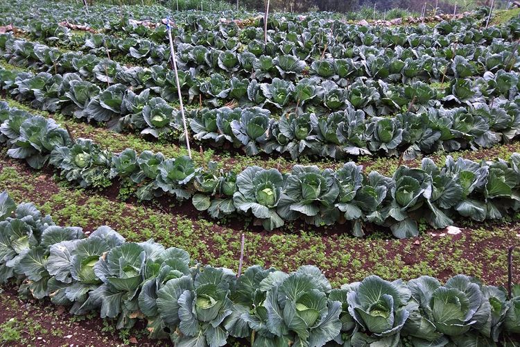 Tanaman kol di sentra sayur Desa Ngancar Kabupaten Magetan. Dua minggu terakhir harga kol di Magetan anjlok dari Rp 1.500 per kilogram mmenjadi Rp 500 per kilogram. Hal ini membuat sebagian petani kesulitan memanen tanaman mereka.