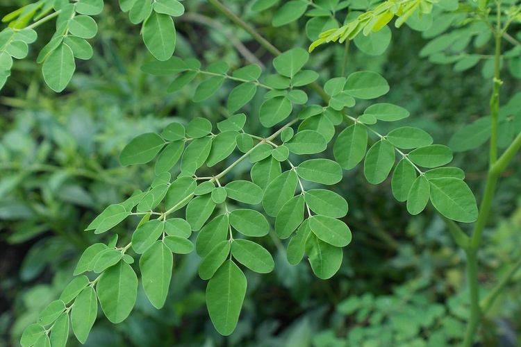 Ilustrasi pohon kelor, tanaman kelor, menanam kelor. 