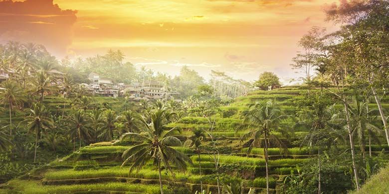 Hamparan Terasering di Ubud