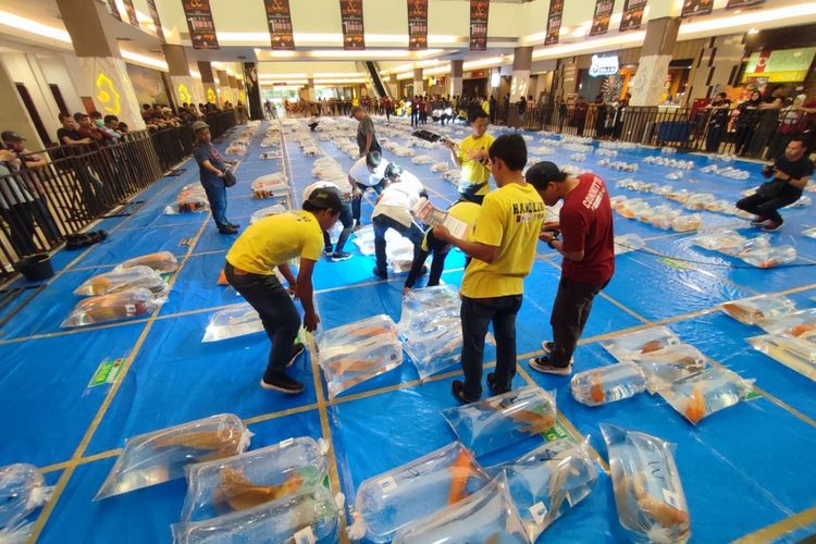 Sejumlah dewan juri memberikan penilaian pada ikan ikan koi dalam Festival Koi Cirebon, di Pusat Perbelanjaan Grage Citimall pada 17 - 19 Februari 2023. Kegiatan ini diikuti ribuan ekor ikan dalam dan luar pulau Jawa dengan 12 juri, 3 juri dari luar negeri.