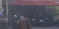 Orang Utan Solo Safari Berhasil Dikembalikan usai Sekitar 1 Jam Lepas dari Exhibit