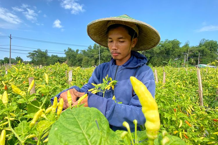Dana Raditya Permana, seorang petani asal Desa Sidorejo, Kecamatan Kebonsari, Kabupaten Madiun, Jawa Timur memanen  cabai rawit di lahannya. Para petani maraup untung besar lantaran harga cabai rawit terus melonjak di pasaran. 