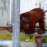 Tim Gabungan Polres Binjai dan BBKSDA Sumut Amankan 3 Terduga Pelaku Perdagangan Orangutan