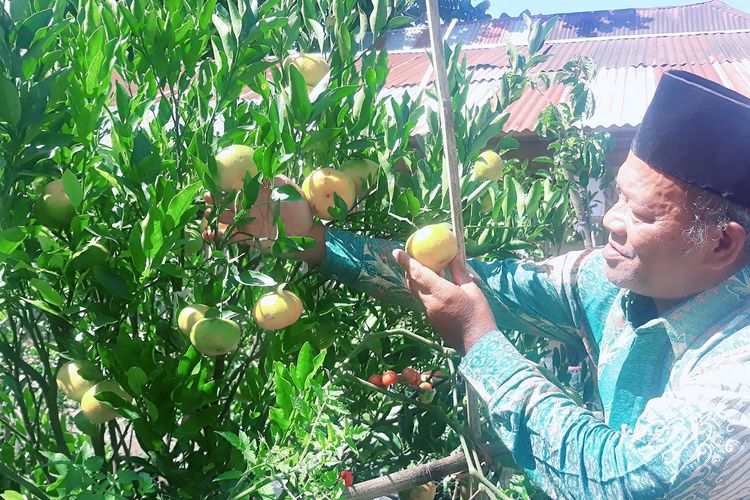 Wiknyo saat sedang merawat pohon Jeruk Keprok Gayo yang ditanam di halaman rumahnya di Kampung Paya Tumpi  Kecamatan Kebayakan, Kabupaten Aceh Tengah, Aceh.