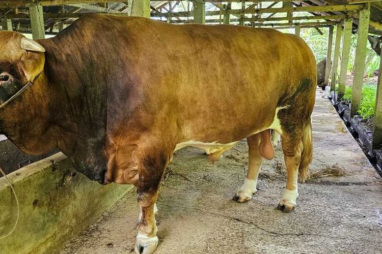 Presiden Jokowi kurbankan sapi Limousin sebesar 1,2 ton untuk warga Sumbar.
