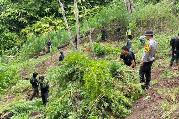 Polisi Bongkar Ladang Ganja 2 Hektare di Aceh Utara, 3.000 Batang Dimusnahkan