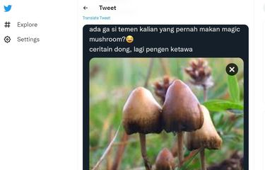 Magic mushroom, jamur ajaib, jamur tahi sapi.