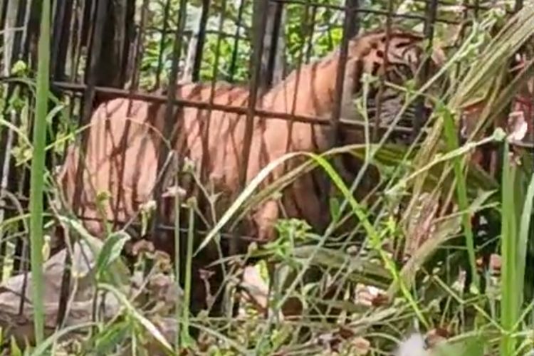 Berbulan-bulan Dihalau tapi Gagal, BKSDA Terpaksa Tangkap Harimau Sumatera di Agam Sumbar