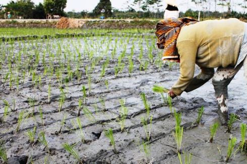 Awal 2017, Nilai Tukar Petani Turun, Nelayan Naik