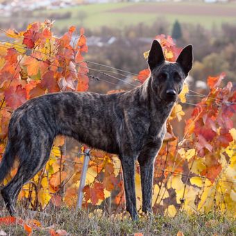 Ilustrasi ras anjing Dutch Shepherd. 