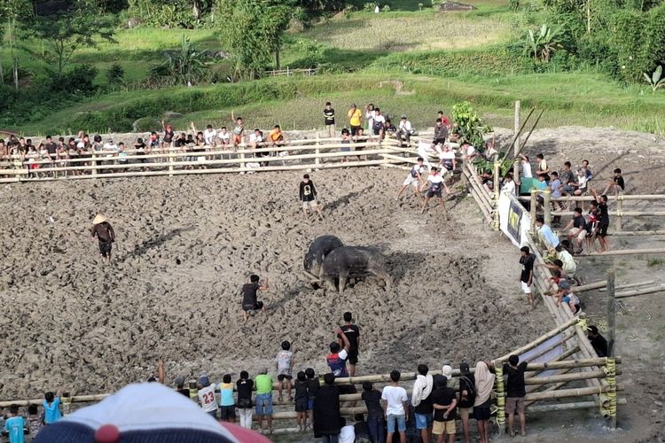 Polres Toraja Utara Ringkus 4 Pria, Diduga Judi di Arena Adu Kerbau