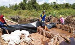 Hari Sumpah Pemuda, BRGM Ajak Anak Bangsa Jaga Gambut dan Mangrove