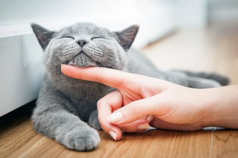 Memelihara Kucing atau Anjing Bantu Meredakan Stres, Anda Tertarik?