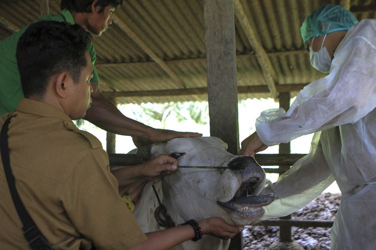Dinas Ketahanan Pangan dan Peternakan (DKPP) Sumatera Selatan melakukan suntik vaksin PMK terhadap sapi ternak yang ada di Palembang, Selasa (28/6/2022).