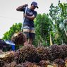 Solusi Harga Sawit yang Menyedihkan, Petani di Jambi Produksi Minyak Goreng Skala Rumahan