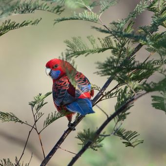 Ilustrasi burung Crimson Rosella. 