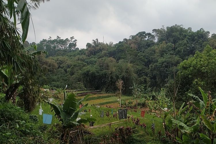 Kebun milik warga yang terganggu gerombolan monyet di Dusun Pamoyanan, Desa Sukamekar, Kecamatan Sukaraja, Sukabumi, Jawa Barat, Kamis (25/8/2022).