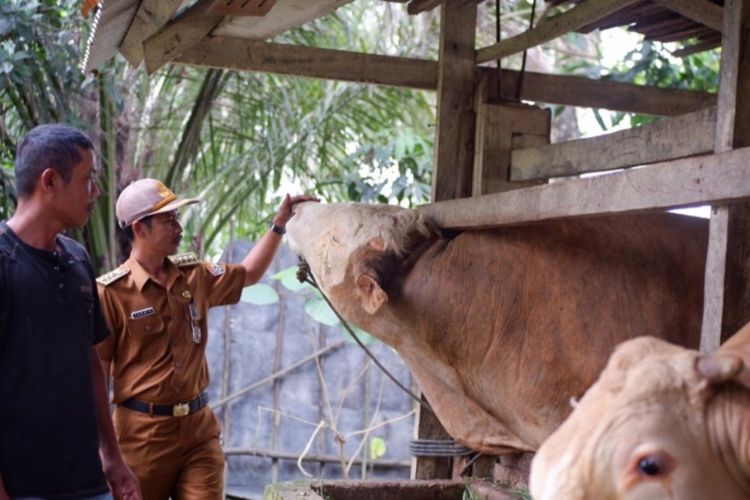 Sapi kurban Presiden Jokowi dengan berat 1 ton berasal dari kabupaten Konawe Selatan