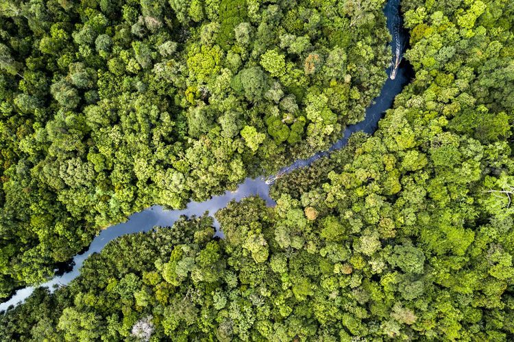 Ilustrasi hutan yang masih terjaga keanekaragaman hayatinya.