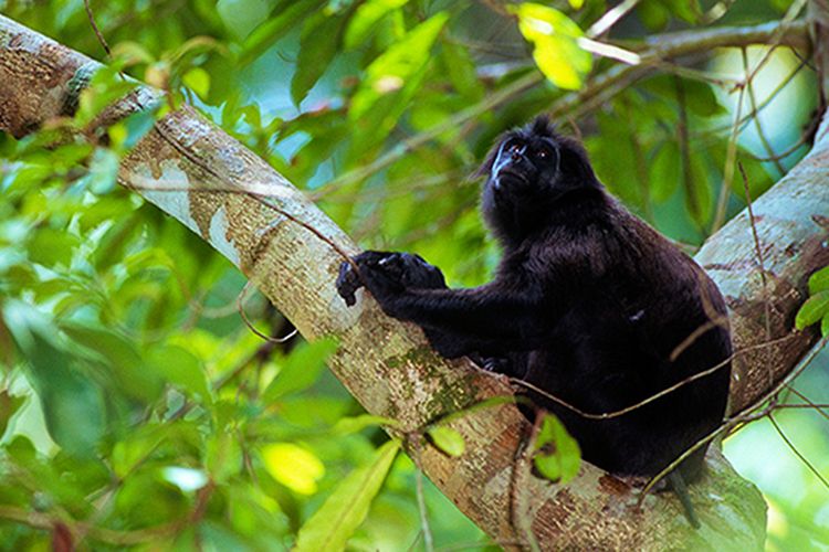 Simakobu termasuk primata yang terancam punah di Indonesia.
