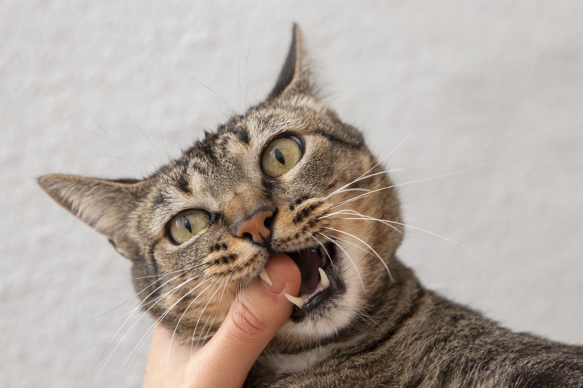 Ilustrasi kucing menggigit jari pemiliknya