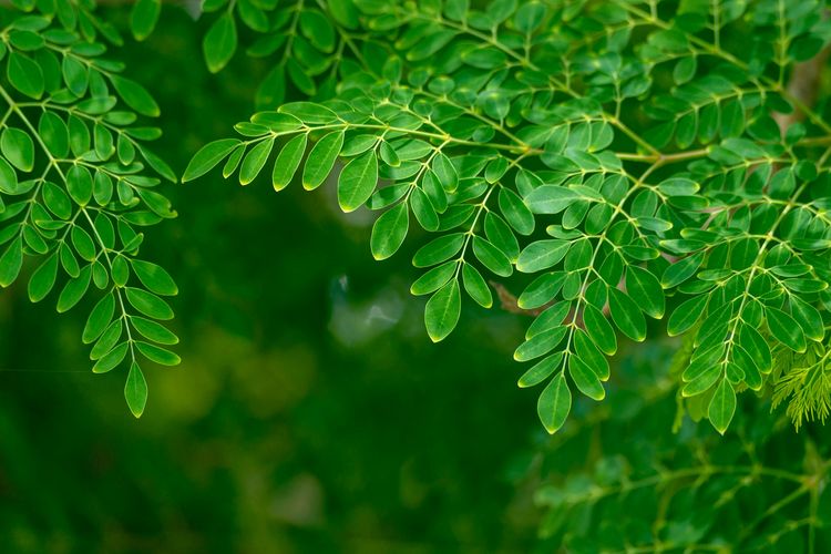 Illustration of Moringa leaves.