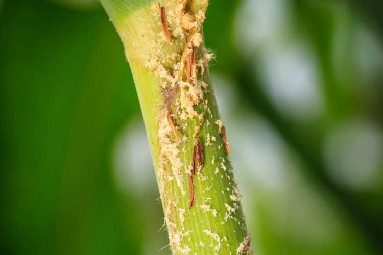 Ilustras hama penggerek batang pada tanaman jagung. 