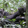 Simpanse Liar Pamerkan Benda ke Induknya untuk Berbagi Pengalaman
