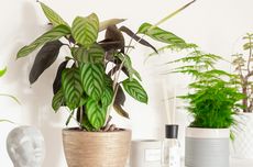 Desakan China ke AS untuk Berhenti Persenjatai Taiwan