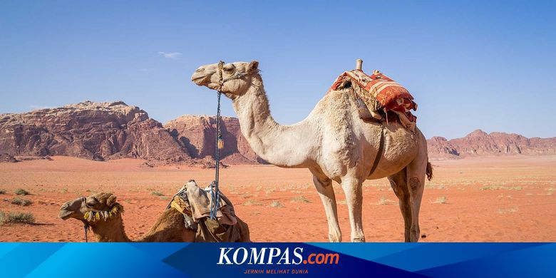 Unta Bertahan Hidup Tanpa Minum Apa Rahasianya Halaman All Kompas Com