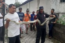 Ular Sanca 3 Meter Ditemukan di Langit-langit Bangunan Indekos di Sleman