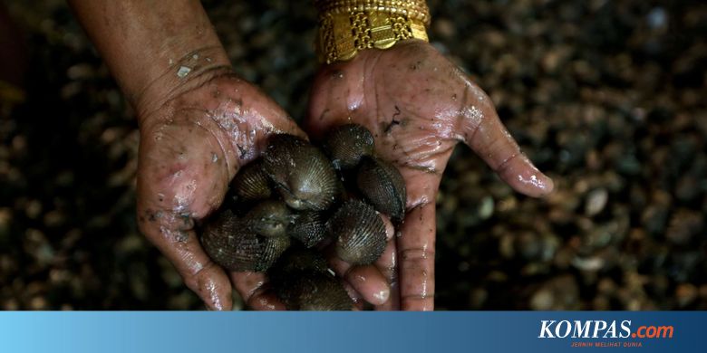 Kerang Hijau Senjata Alami Jernihkan Teluk Jakarta