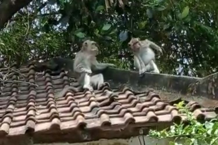 Tangkapan layar video amatir monyet yang berkeliaran di lingkungan Kelurahan Sukorame, Kecamatan Mojoroto, Kota Kediri, Jawa Timur.