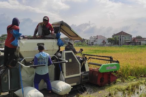 4.299 Hektare Sawah Gagal Panen Selama Banjir Demak, Produksi Beras Terancam Menurun Tahun Ini