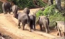 Ada 'Penumpang Gelap' di Balik Kebun Sawit yang Kepung Taman Nasional Tesso Nilo