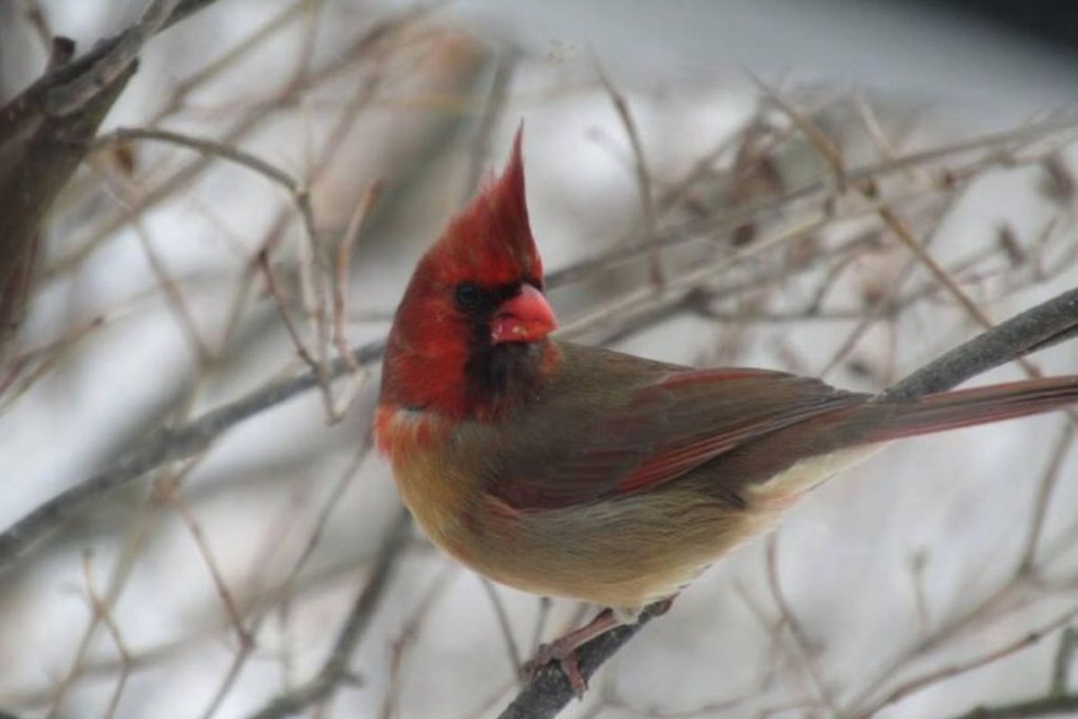 Burung kardinal berkelamin ganda, setengah jantan dan setengah betina. Hal ini terlihat jelas dari perpaduan warna bulunya.