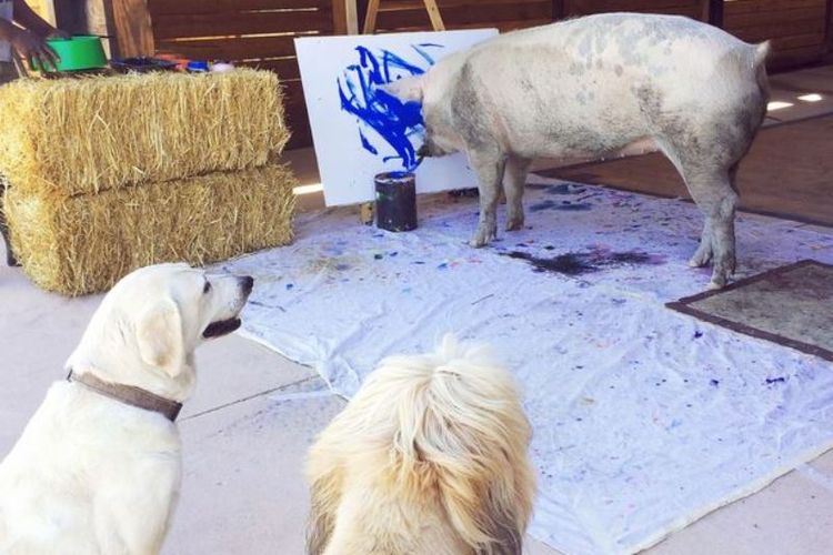 Pigcasso sedang melukis disaksikan dua ekor anjing.