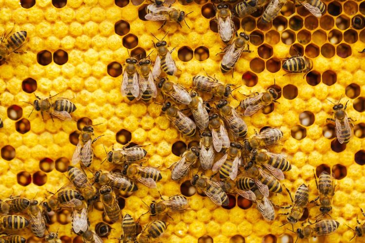 BRIN dan UGM Temukan Probiotik dari Madu Lebah yang Berpotensi Jadi Pangan Antikanker