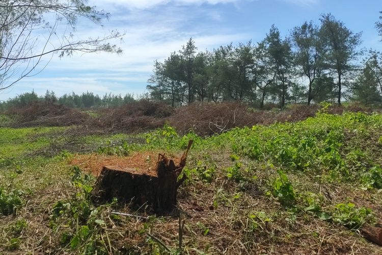 Pepohonan di Sekitar Bandara YIA Hilang, Warga Sedih Kenang Perjuangan Saat Menanam