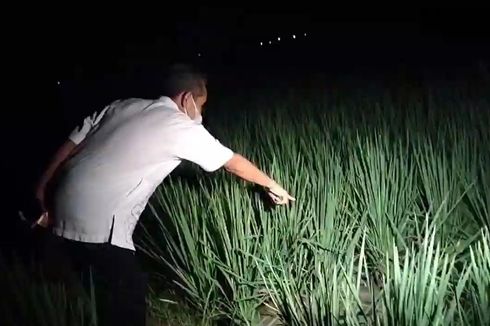 Tak Kunjung Pulang Jelang Malam, Sutoyo Ditemukan Tewas di Sawah akibat Terkena Jebakan Tikus Beraliran Listrik