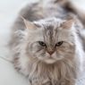 Kucing Ternyata Juga Bisa Cemburu, Kenali Tanda-tandanya