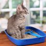 Cara Meminimalkan Bau Tak Sedap dari Kotak Pasir Kucing