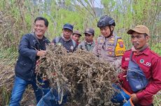 Ditemukan, 10 Kg Ganja Kering Siap Jual di Puncak Bukit TNBTS